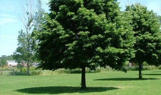 绿化树苗怎么做 树苗的绿化养护怎么做