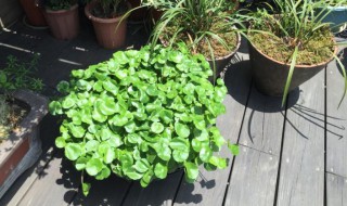 家门口放绿植好不好 正对大门可以摆绿植吗