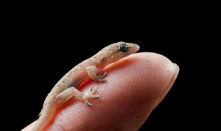 房间里有壁虎怎么办 房间里有壁虎的解决方法