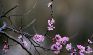 红杏枝头春意闹全诗 红杏枝头春意闹全诗及译文