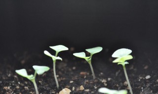 植物播种的方法有哪些 植物播种的方法都有些什么