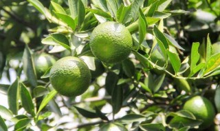 青柑肉怎么保存 剥开皮的青柑如何存放