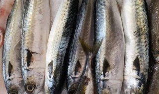 吃马鲛鱼的禁忌 吃马鲛鱼的禁忌介绍