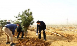 四种植树方法 有哪些植树法