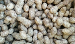 带壳新花生怎么保存 带壳新花生保存方法介绍