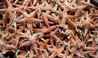 海星怎么处理制干 海星干怎么做