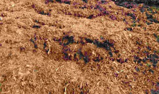 秸秆怎么处理能发酵 秸秆如何发酵方法