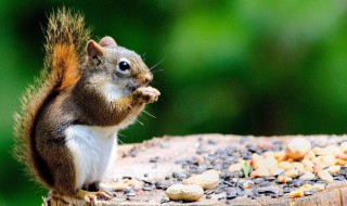 怎样做松鼠小屋 这个做法超简单