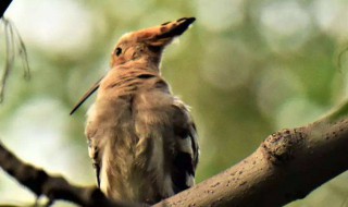 怒发冲冠的冠什么意思 有什么例句