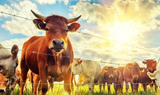 养牛简单窍门 如何节省饲料