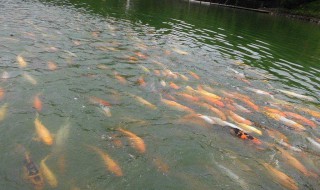 鱼塘里的鱼饵料如何做 如何做鱼塘里的鱼饵料