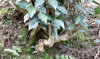 茶树生虫怎么处理 有什么解决的办法