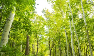 保护树林怎么做 不乱砍伐鼓励植树