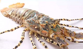 青龙虾头怎么处理 青龙虾头处理方法介绍