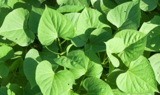 红薯叶子如何做染料 红薯叶介绍