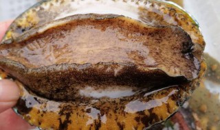 大鲍鱼怎么处理内脏 清洗内脏的方法详解