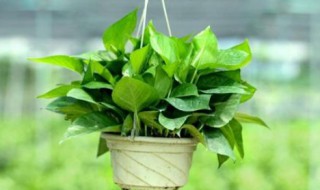 家里最适合种什么植物 种什么植物 美观又净化空气