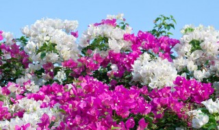 种三角梅能带来好运吗 可以养在卧室吗