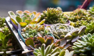 怎么养多肉植物长得快 多肉植物怎么养