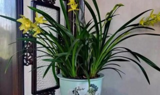 家里植物摆放位置 家里植物摆放在什么地方好