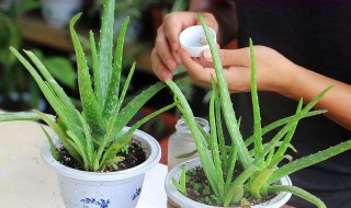 新家适合放哪些绿植 搬进新家适合摆放哪些植物