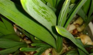 北方适合养什么盆栽 这些植物生命力强吗