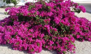 家里能种三角梅吗 家里种三角梅好不好