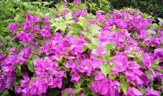 种三角梅用什么土 酸性的土壤可以吗