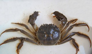 大闸蟹如何当宠物饲养 用什么来养呢