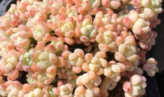 多肉罗琦怎么养爆盆 多肉罗琦如何养殖