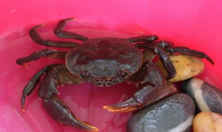 怎么养螃蟹不死 有什么要求呢