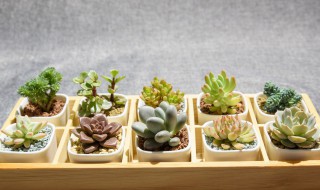 十大最漂亮的多肉 你拥有几种呢