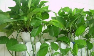 家里面养的植物怎么老是枯萎啊 缺水的话应该怎么办