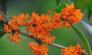 桂花诗词 都出自哪里呢