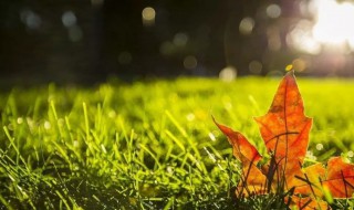 带秋的诗句飞花令 带秋的诗句飞花令列述