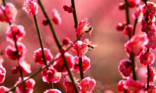 梅花好寓意 梅花的寓意是什么