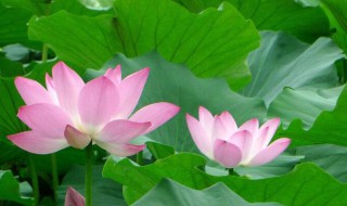 荷花与莲花的寓意是什么 荷花与莲花有何寓意