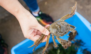 河蟹怎么保存不会死 河蟹死了能不能吃了