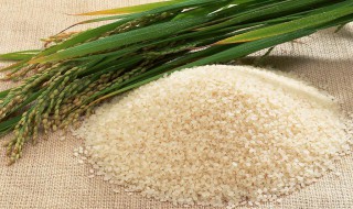 大米和小米哪个含糖量高 大米和小米含糖量高的是哪个