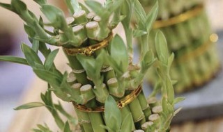 富贵竹怎么保存更长久 花瓶里放富贵竹怎样让它活得更久