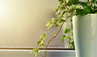 除甲醛植物 十大吸甲醛的植物排名