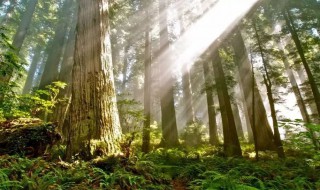 变形记作文变成一棵树 变形记变成一棵树的范文