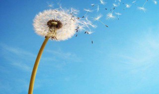 我的心爱之物作文五年级 我的心爱之物五年级范文