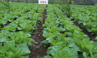 白菜育苗有什么方法 白菜育苗方法是什么