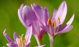 阳台好养花期长的花推荐 花期长的花有哪些