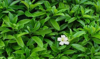 怎样才能把非洲茉莉养好 把非洲茉莉养好的方法