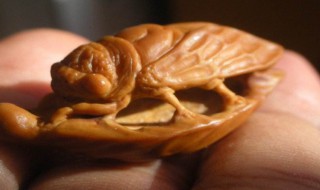 如何做核桃壳里的微雕 做核桃壳里的微雕方法