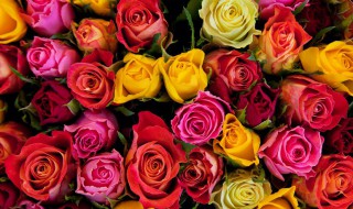 移植玫瑰花小妙招 移植玫瑰如何浇水