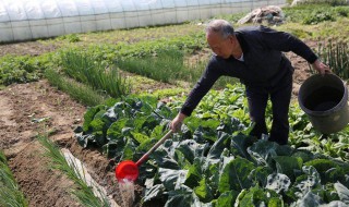 下雨防种菜烂小妙招 可以怎么解决这个问题