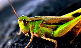 蚂蚱怎么处理才能吃 蚂蚱是什么